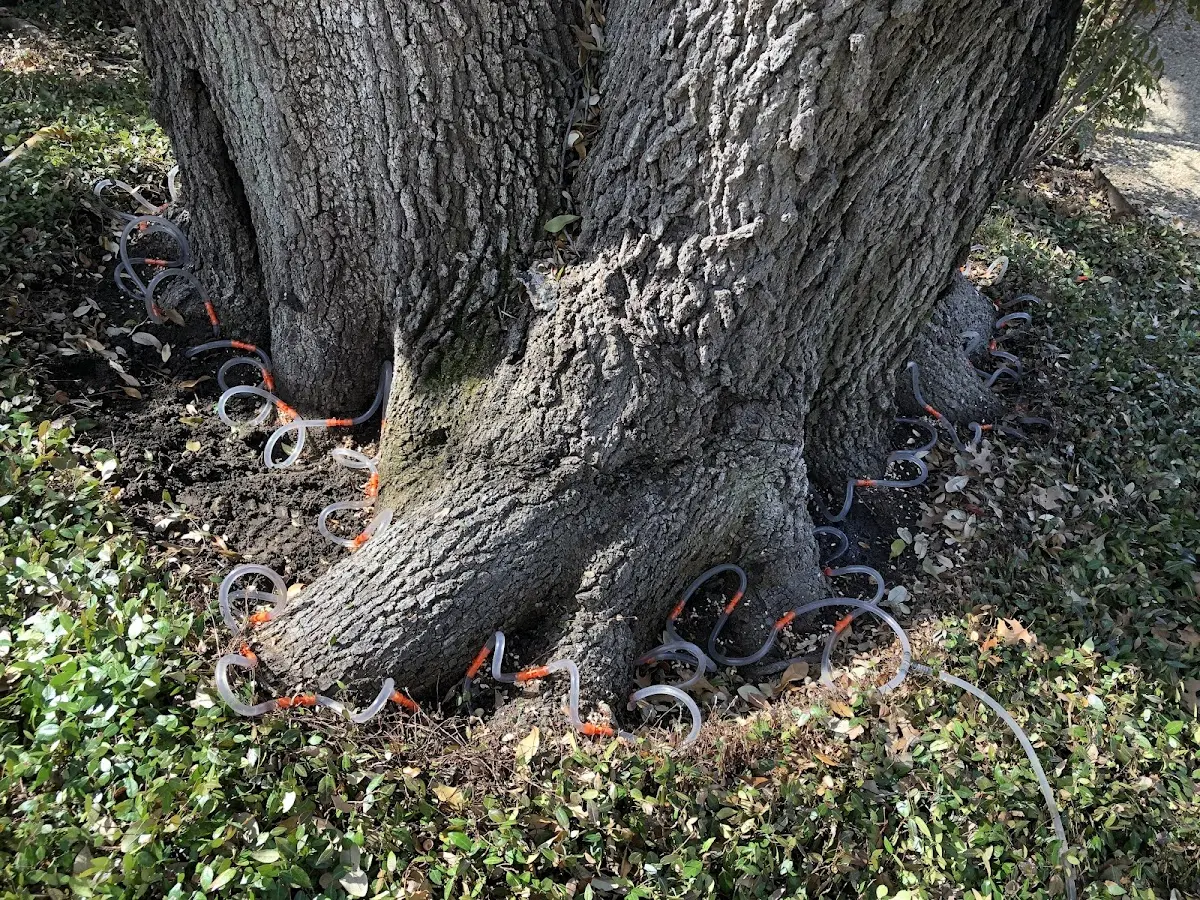 Detailed Tree Cabling and Bracing job site in Blountsville